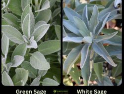 Sage bookkeeping software for efficient financial management